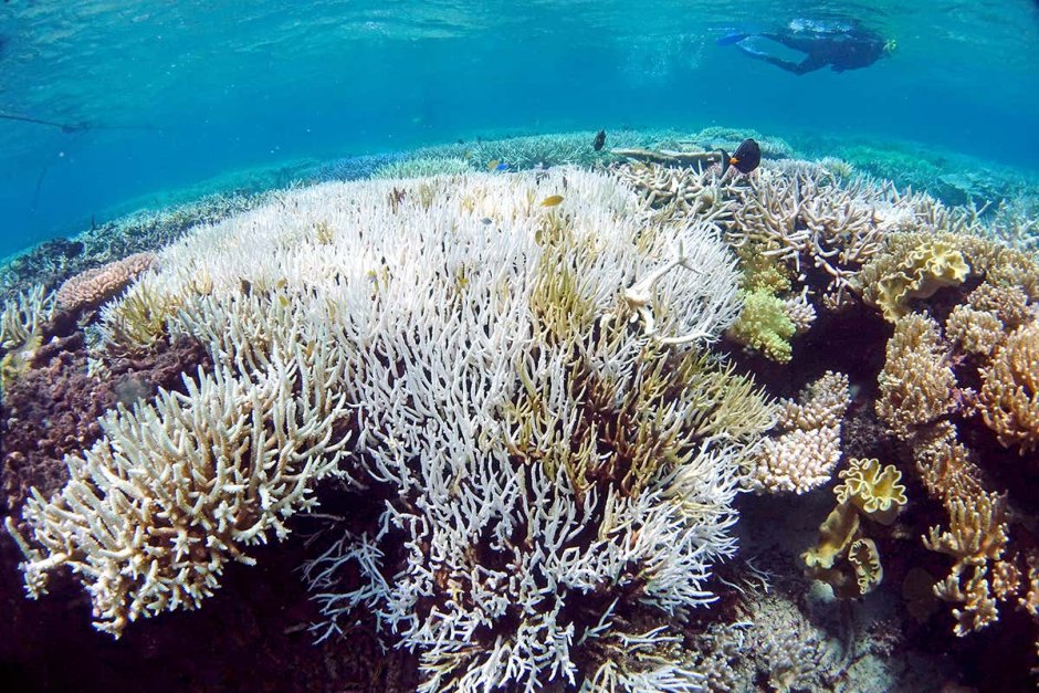 Coral Bleaching