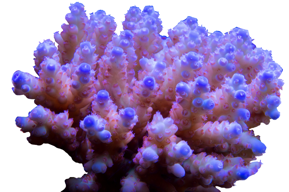 Коралл Поциллопора 20-22.5 см