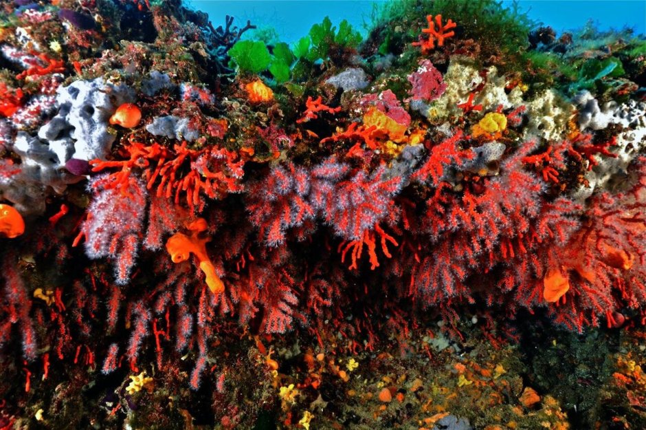 Коралл красный Сицилия