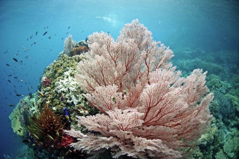 Майотта коралловые рифы