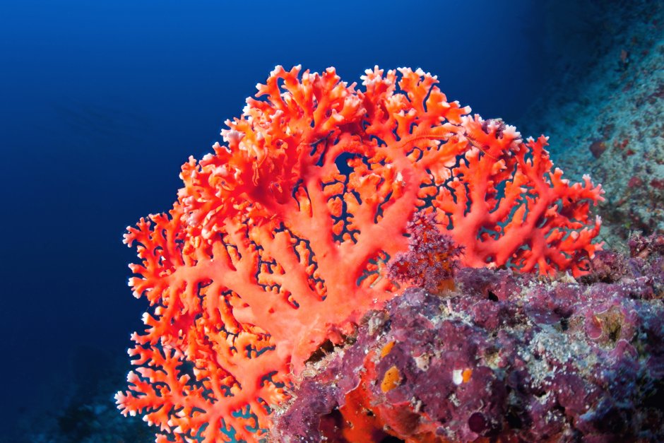 Coral Atoll Red