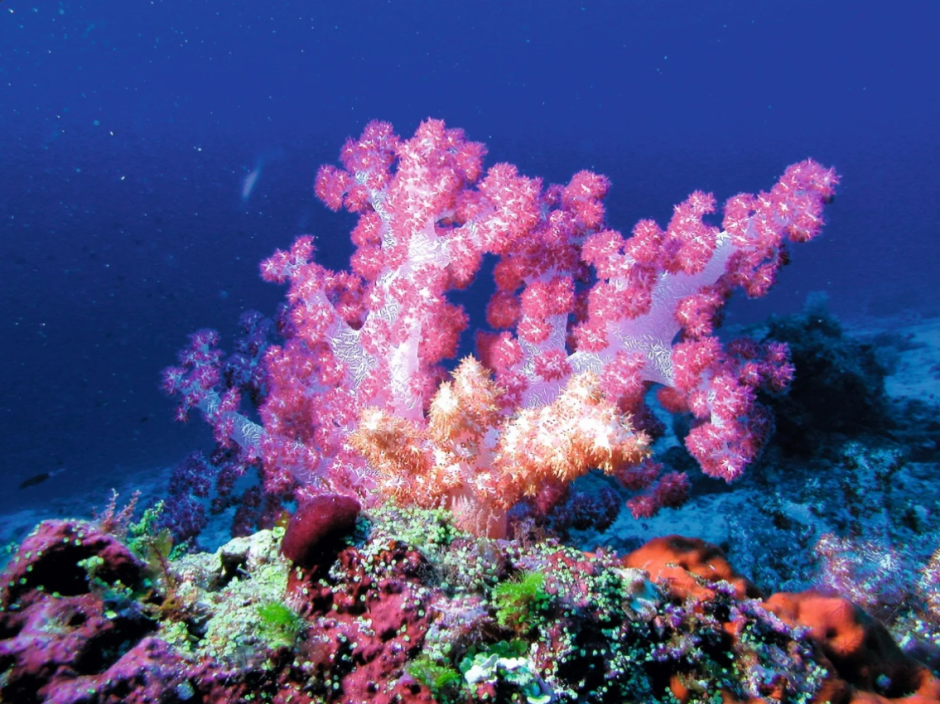 Мальдивы индийский океан кораллы