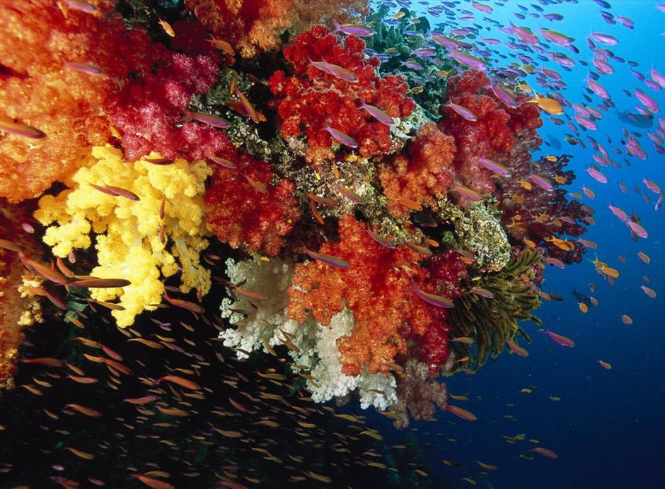 Бегония коралловый риф