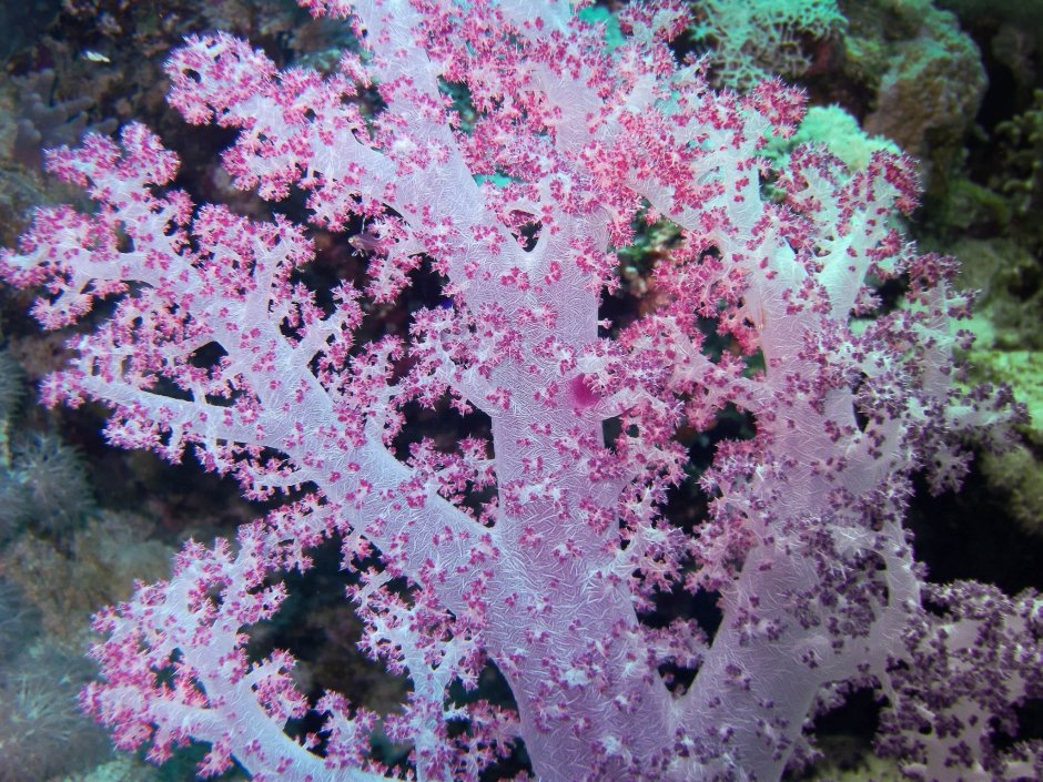 Цветы-кораллы красного моря