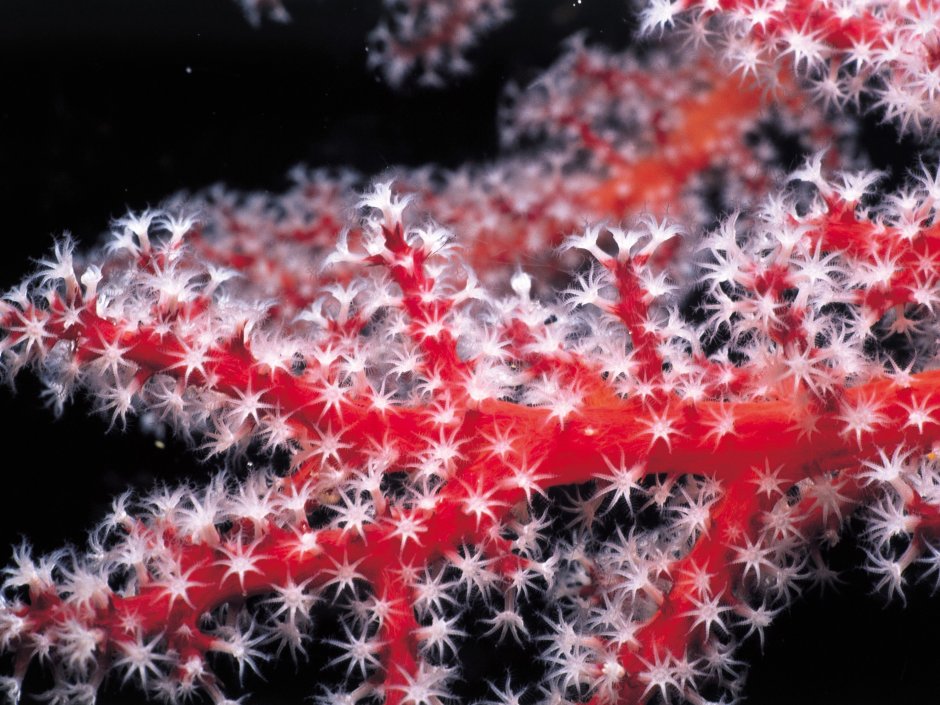 Corallium rubrum (Кораллиум рубрум) коралл красный