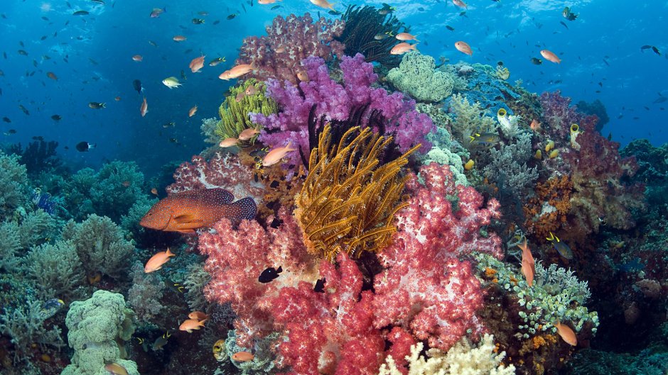Раджа-Ампат рифы