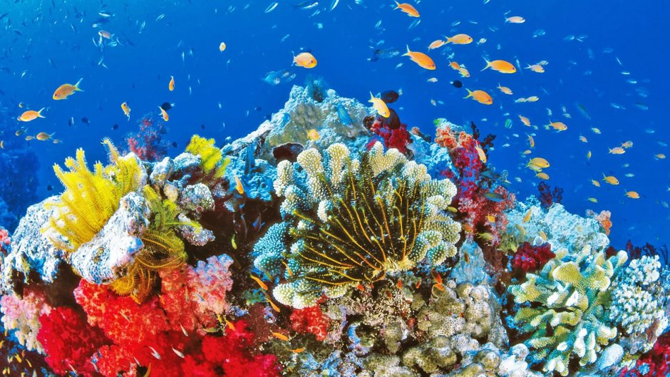 Большой Барьерный риф кораллы