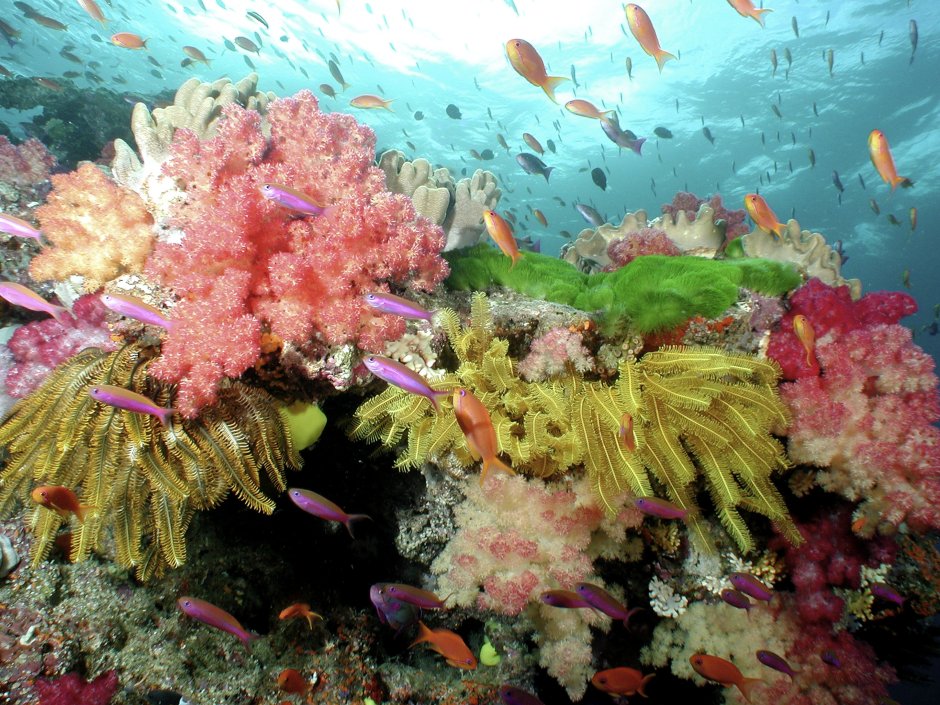 Коралловый риф из кишечнополостных