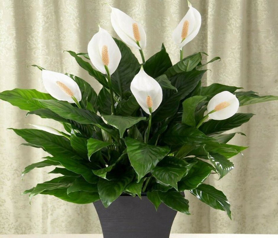 Спатифиллум (Spathiphyllum)