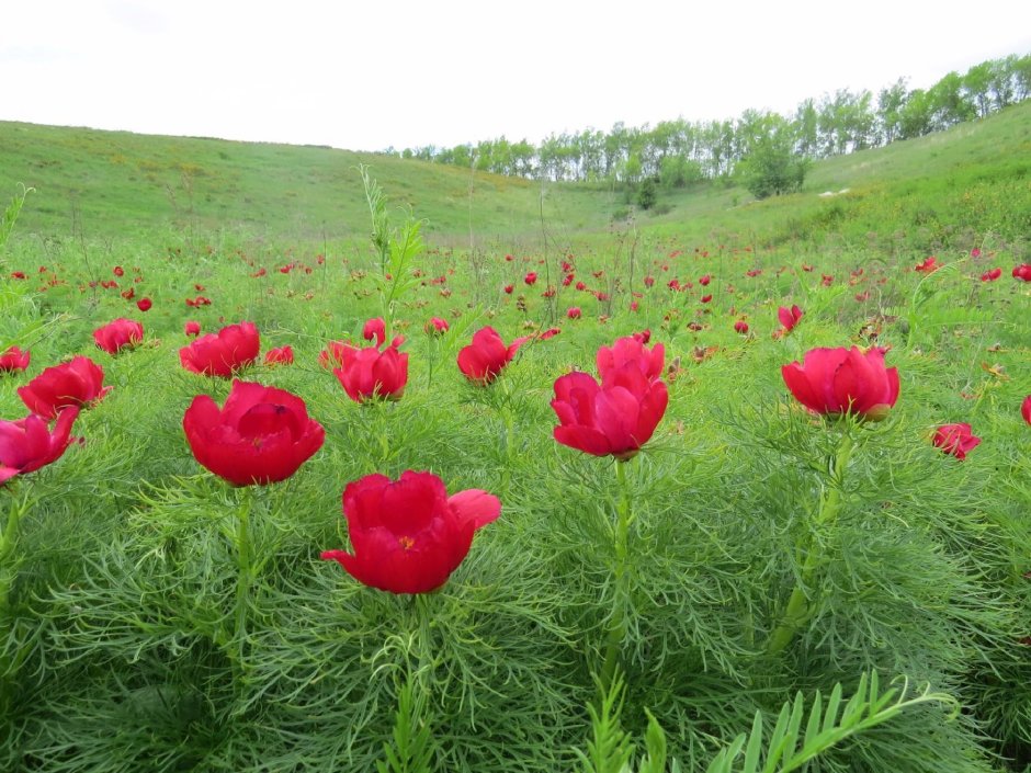 Дикий пион Воронец