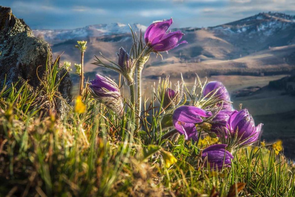 Растения альпийских лугов горного Алтая