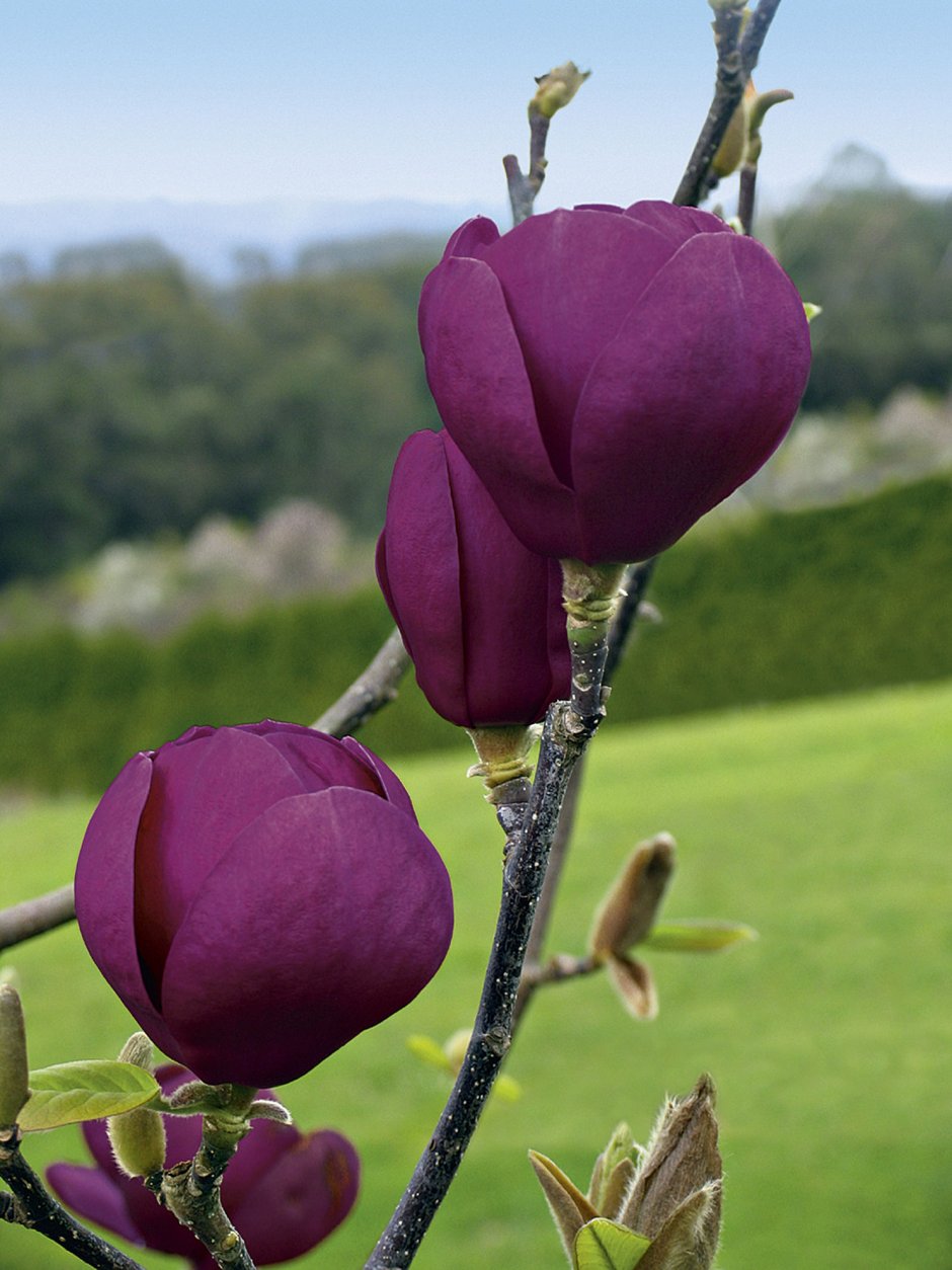 Магнолия Суланжа Black Tulip