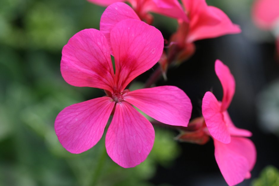 Pelargonium Ivy-Leaf пеларгония