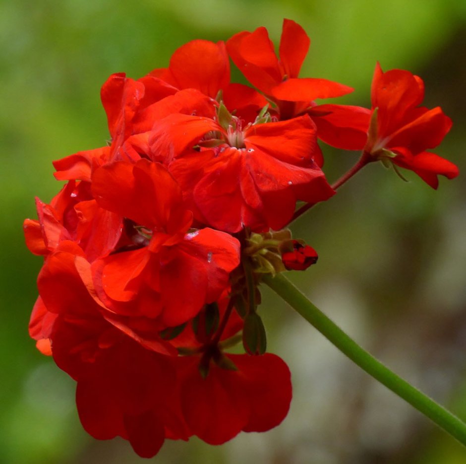 Pelargonium x hortorum