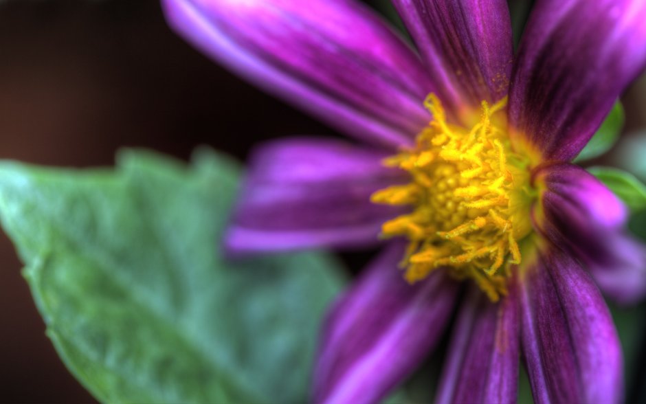 Цветок с фиолетовыми лепестками и желтой серединой