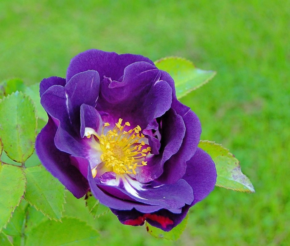 Розы вьюшка роза шиповник Марго фиолетовая