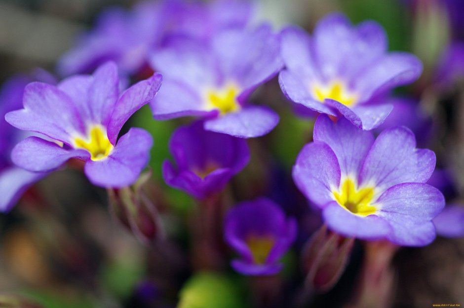 Фиолетовые цветы весенние первоцветы