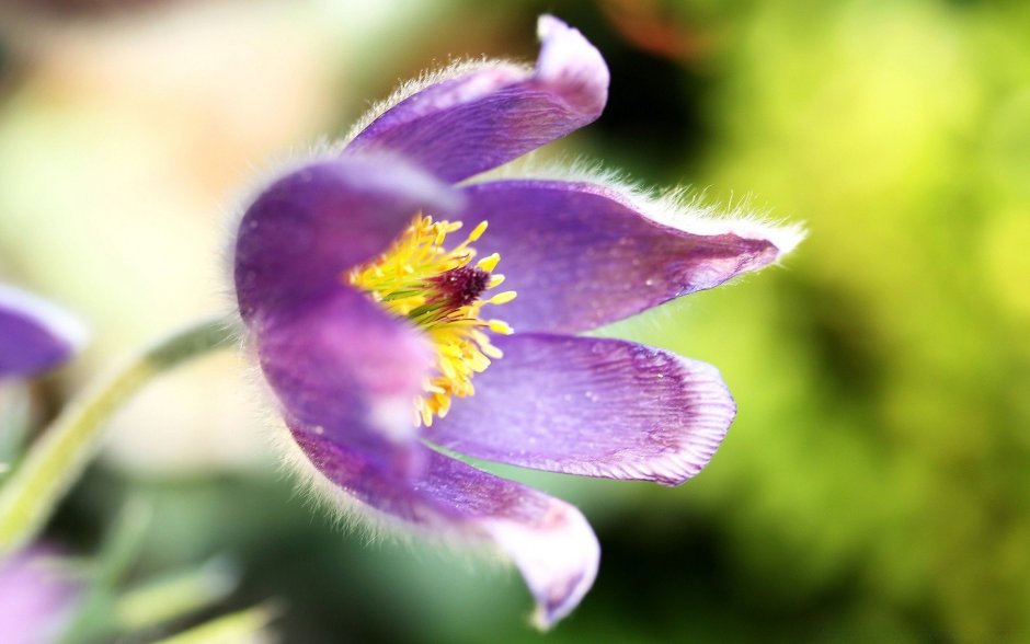 Сиреневый пушистый цветок