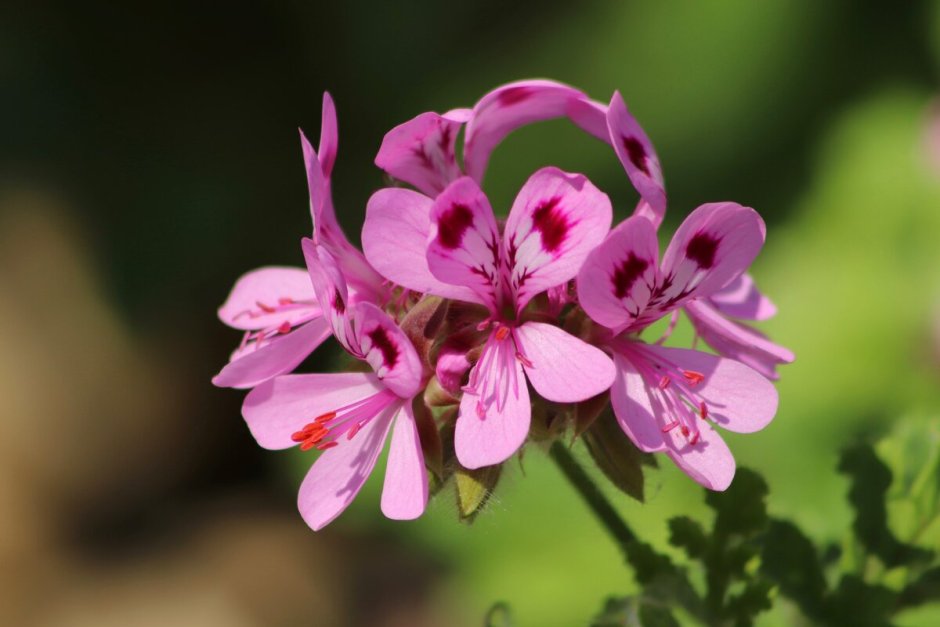 Pelargonium graveolens Flower