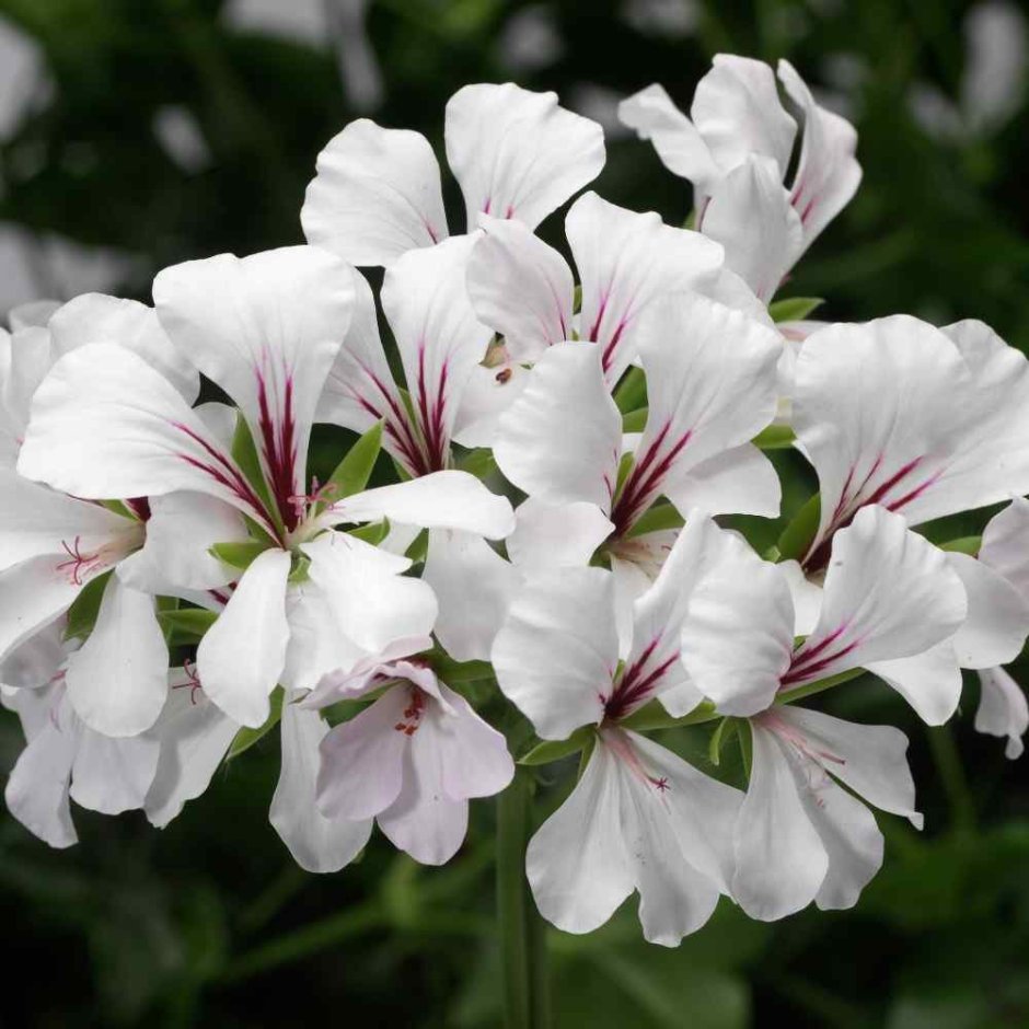 Пеларгония Pelargōnium Cascade White