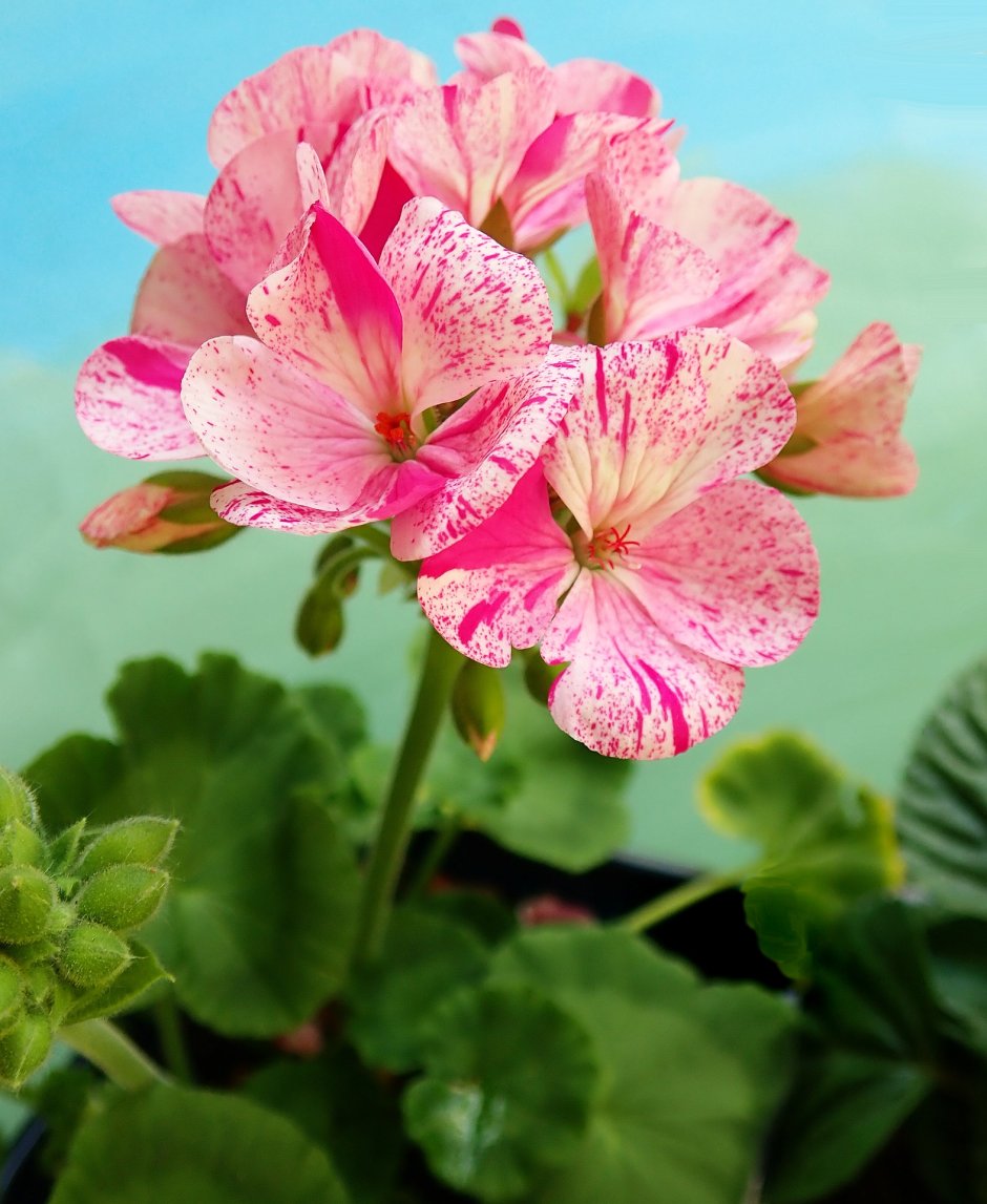 Pink Geranium пеларгония