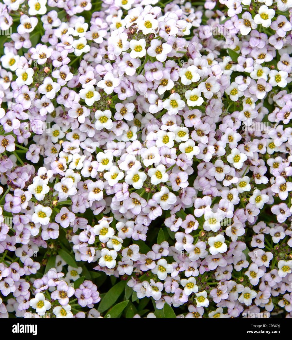 Белые ампельные цветочки мелкие с медовым запахом
