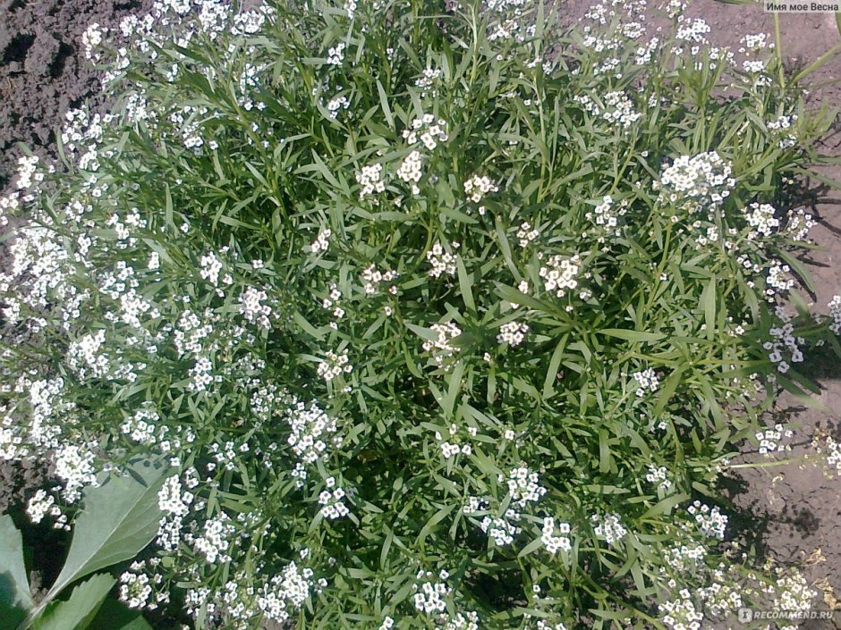 Белые цветы с запахом меда