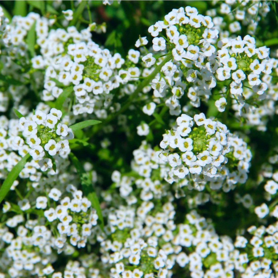 Белые цветы с запахом меда