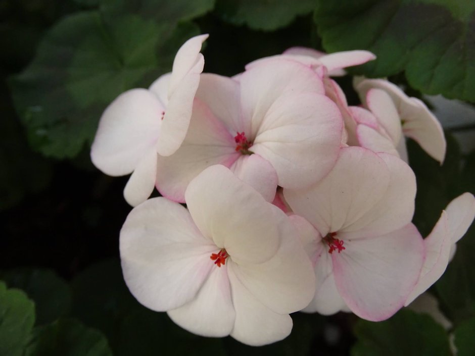 Pinar Flower