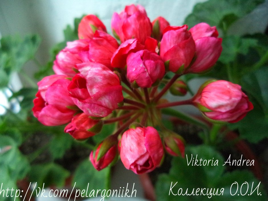 Pelargonia Victoria Andrea Харьков