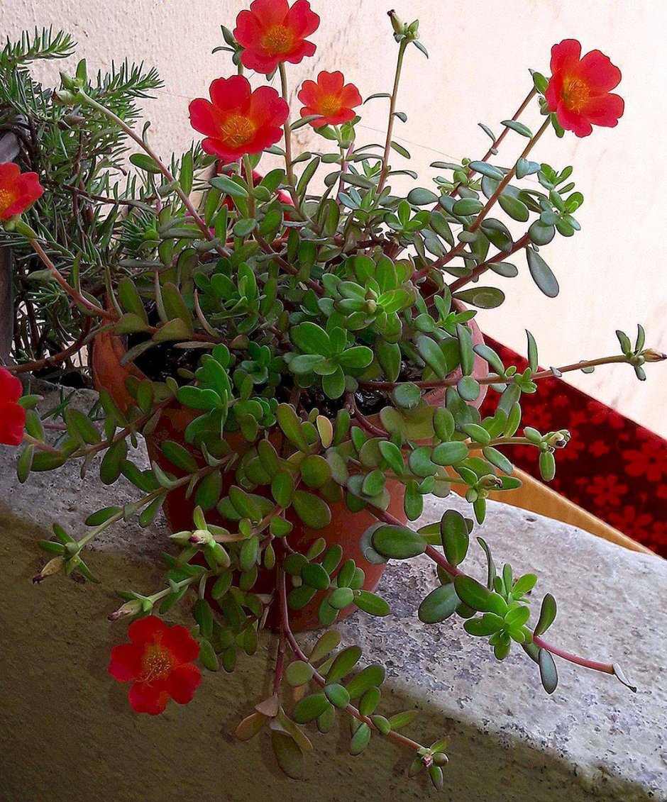 Комнатный цветок с красными цветочками