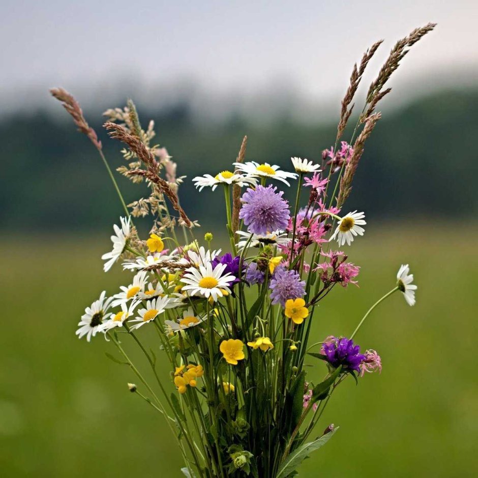Иван Бунин полевые цветы
