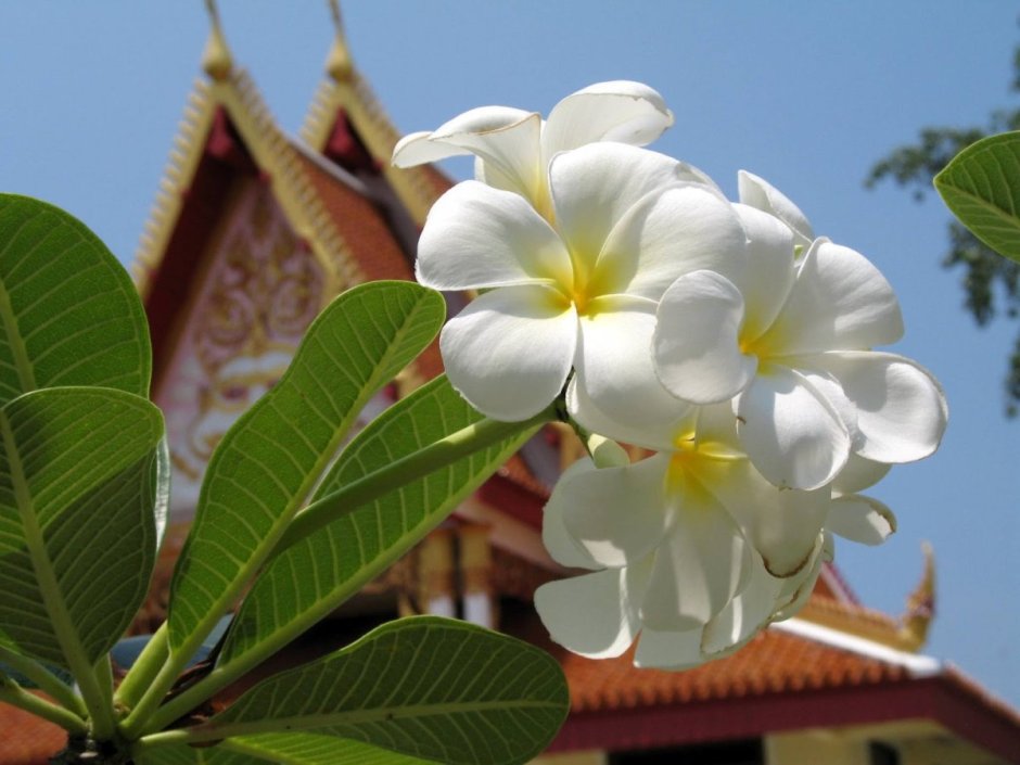 Лилавади цветок Тайланд