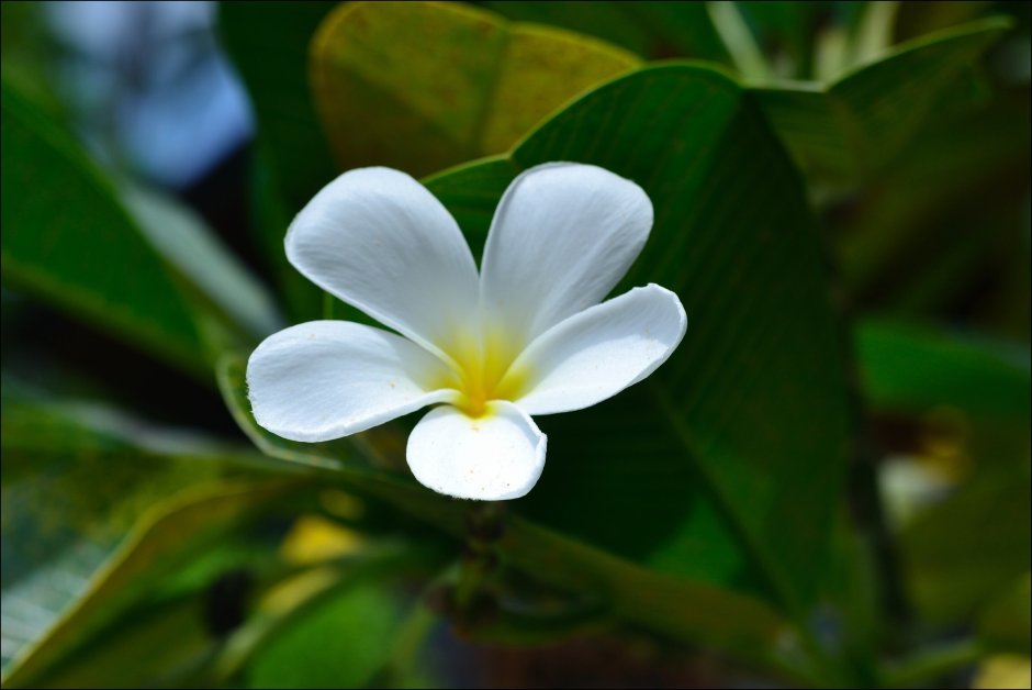 Цветок Таиланда белый