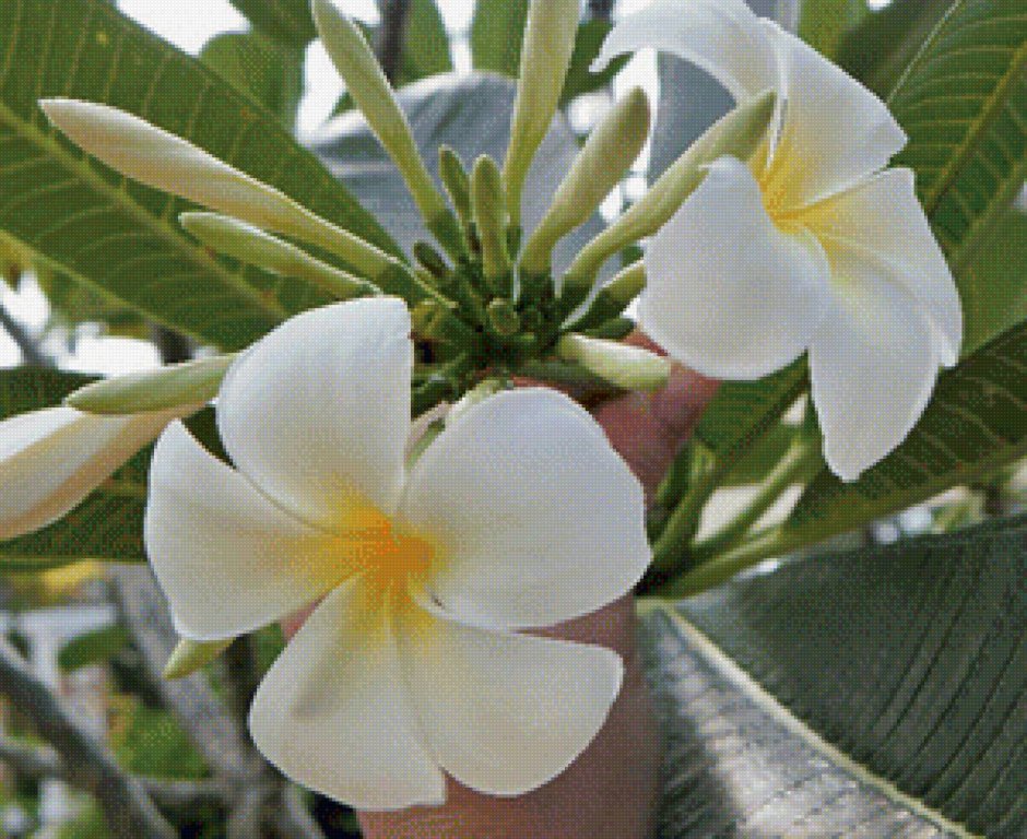 Плюмерия - национальный цветок Таиланда