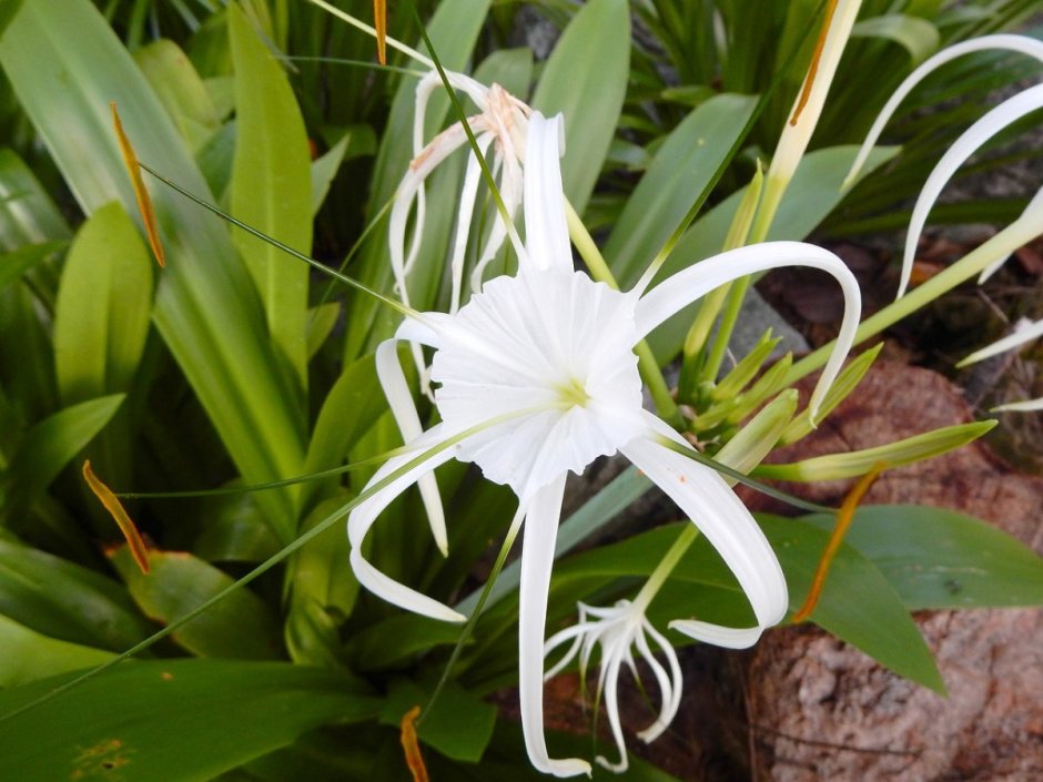 Белые цветы Тайланда длинные