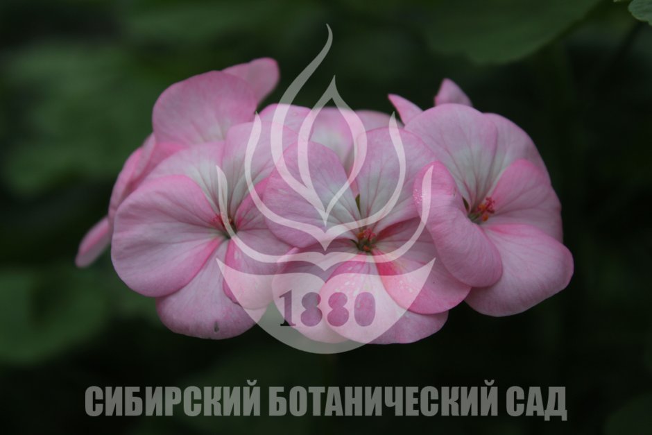 Сибирская роза пеларгония