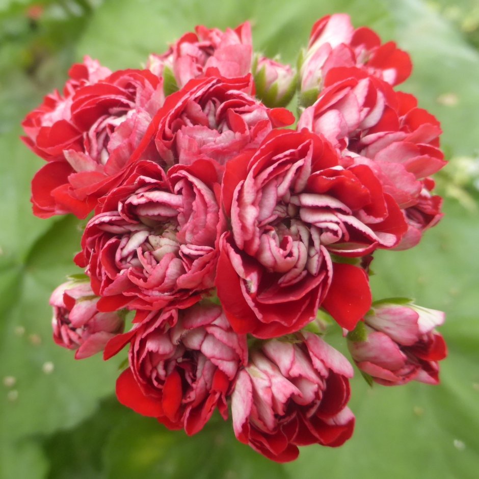 Пеларгония Scarlet Rosebud