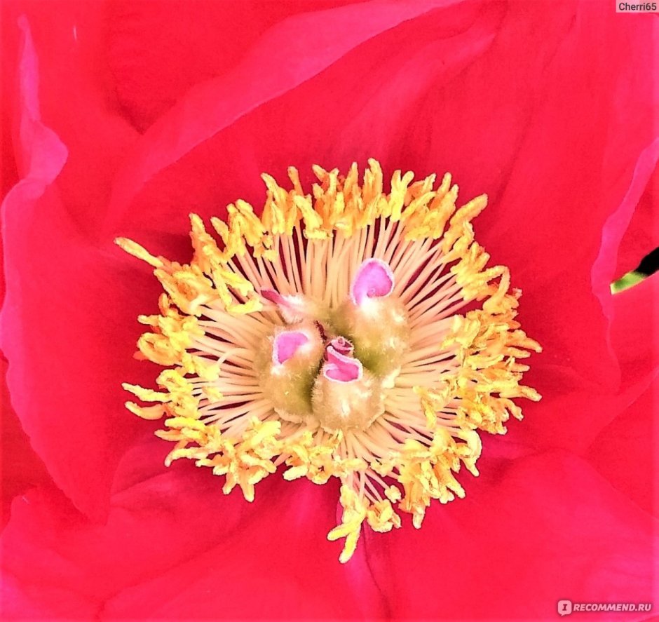 Пион (Paeonia) Scarlet o'Hara