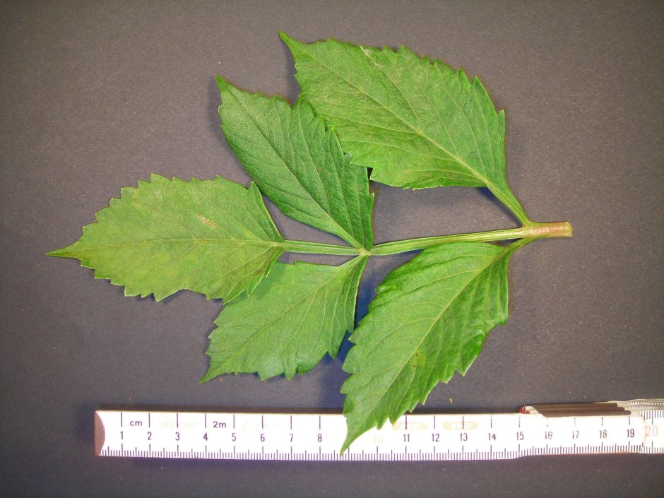 Листья георгина