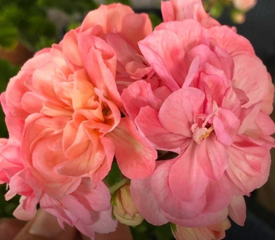 Pelargonium aims Bubble Gum