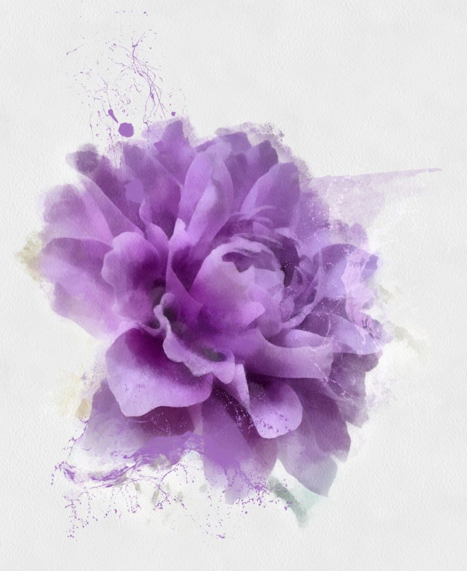 Фиолетовые цветы акварель