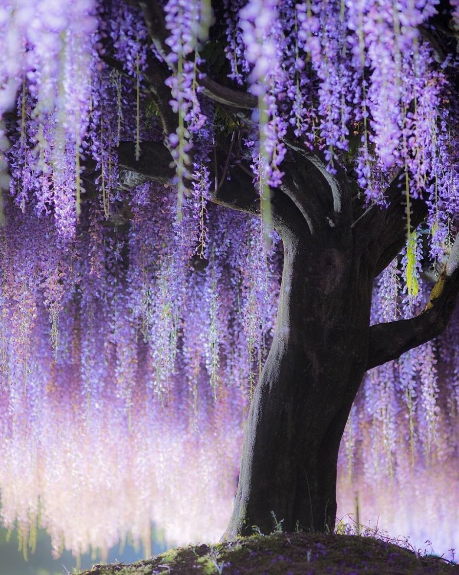 Японское дерево Глициния