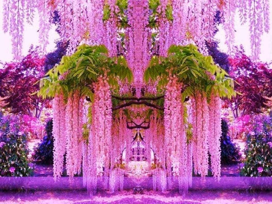 Сад цветов Кавати Фудзи