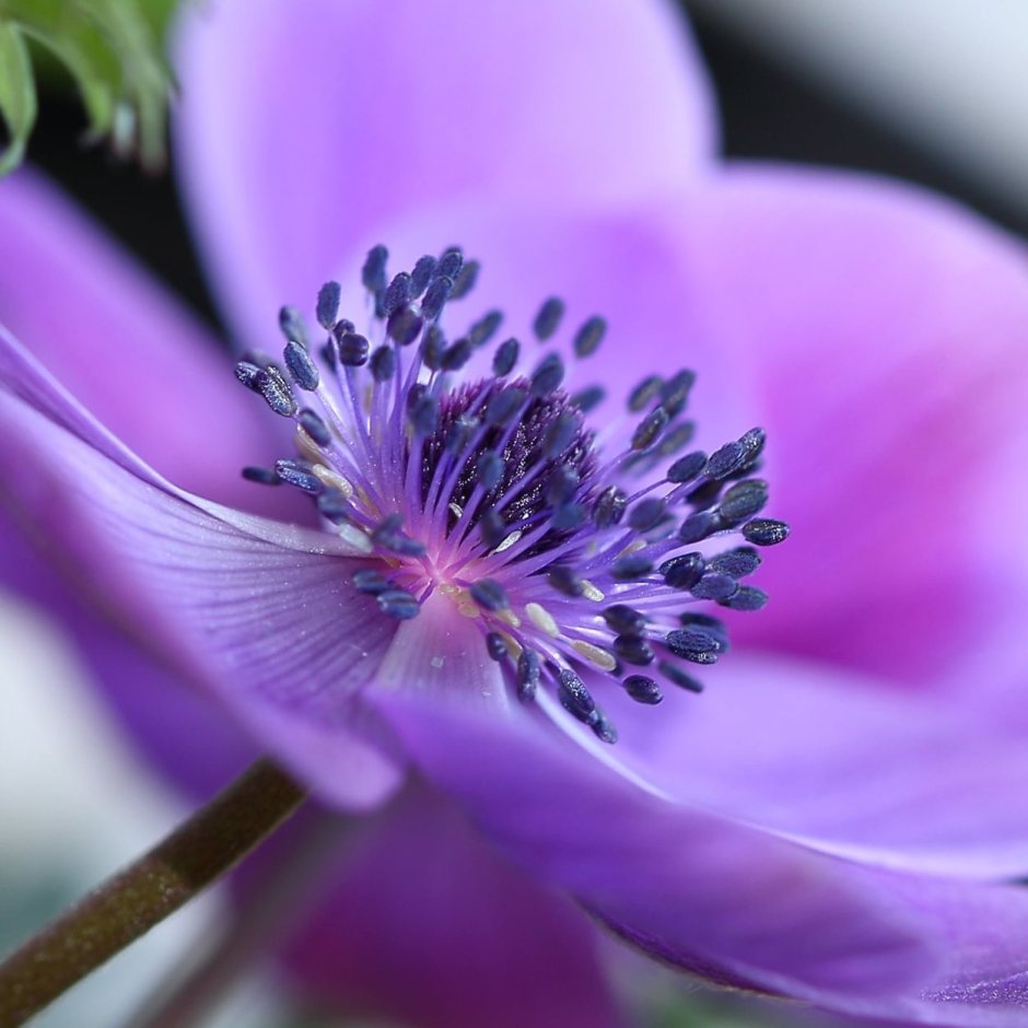 Фиолетовые цветы макро