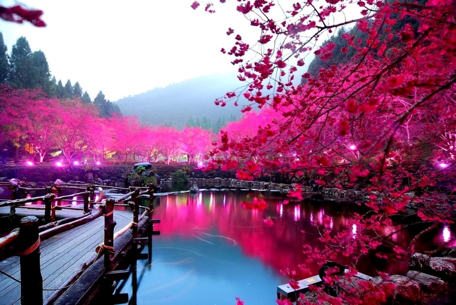Южная Корея цветение Сакуры озеро