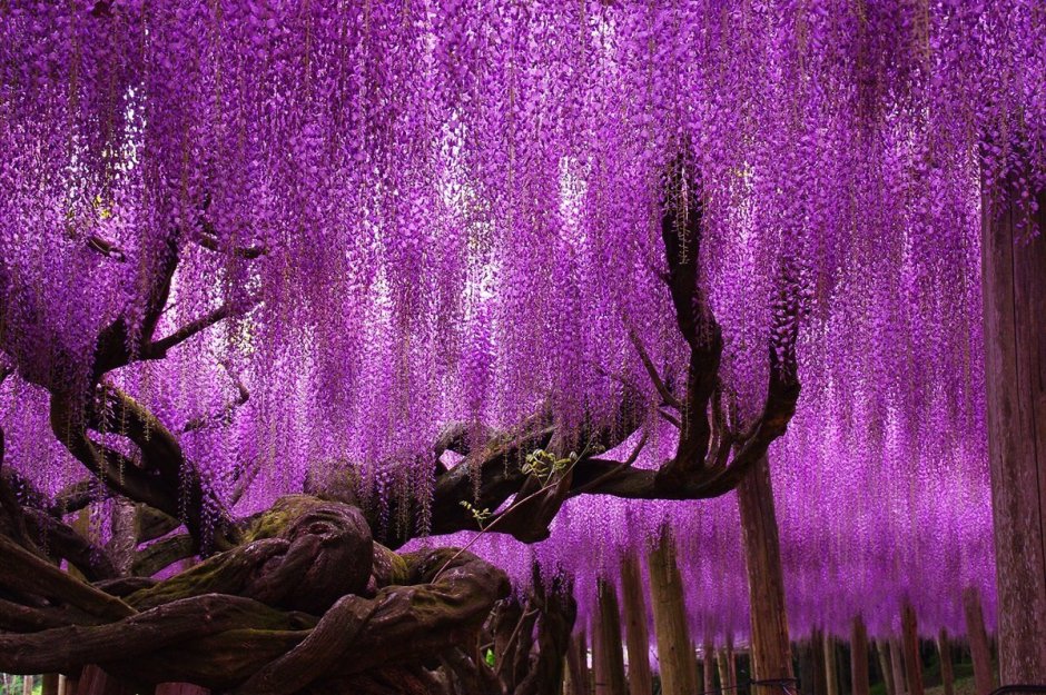Глициния фиолетовая дерево