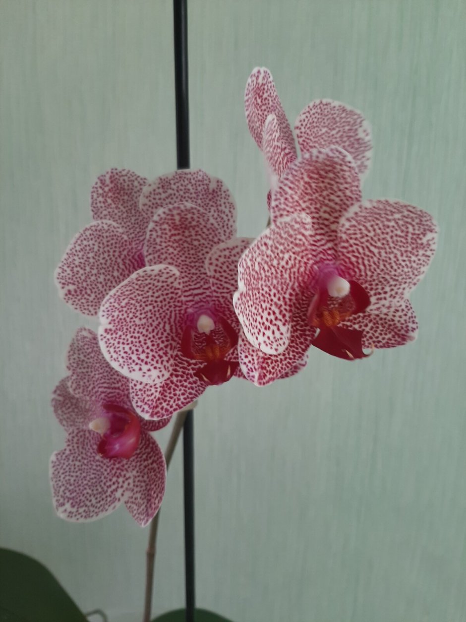 Орхидея Hsin Sesame