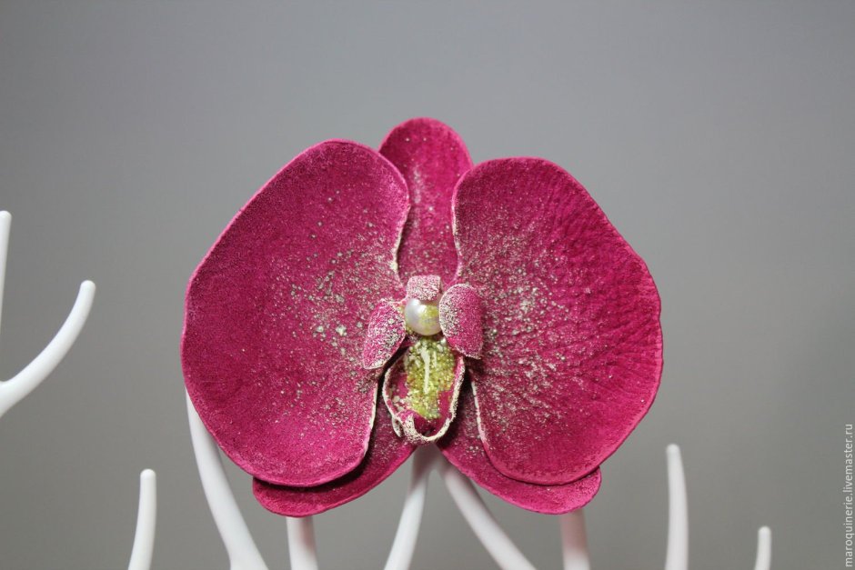 Phalaenopsis Цветущая фуксия