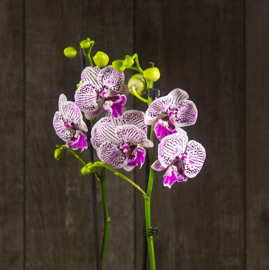 Орхидея белый Биг лип сорта